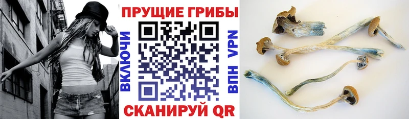 купить   Константиновск  Псилоцибиновые грибы мухоморы 